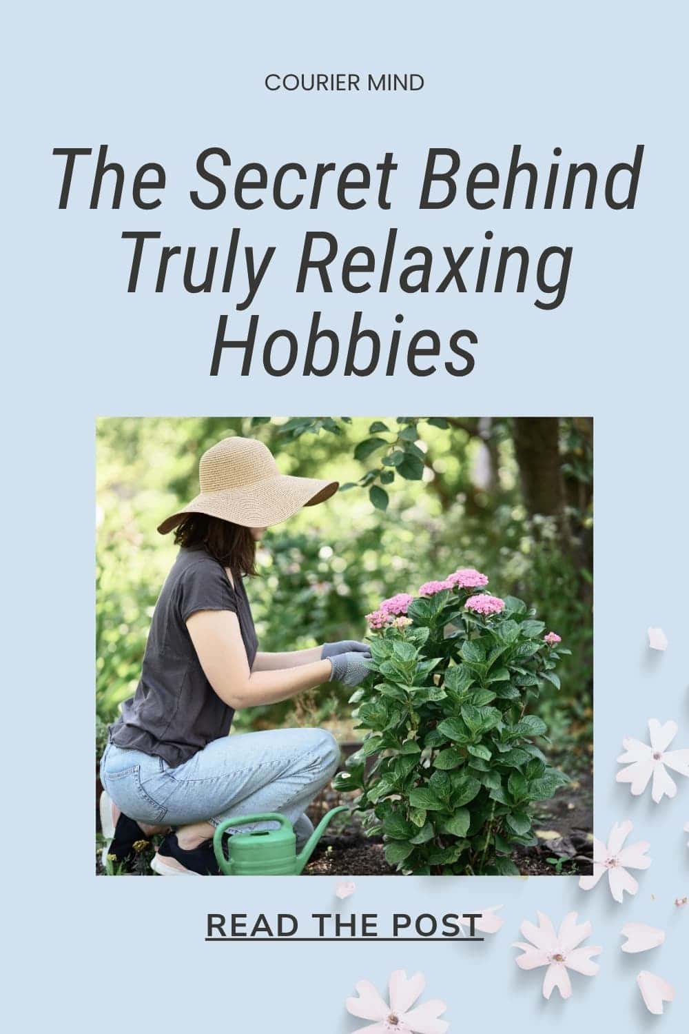 A person in a straw hat kneels in a garden and waters a flowering hydrangea bush with pink blossoms.