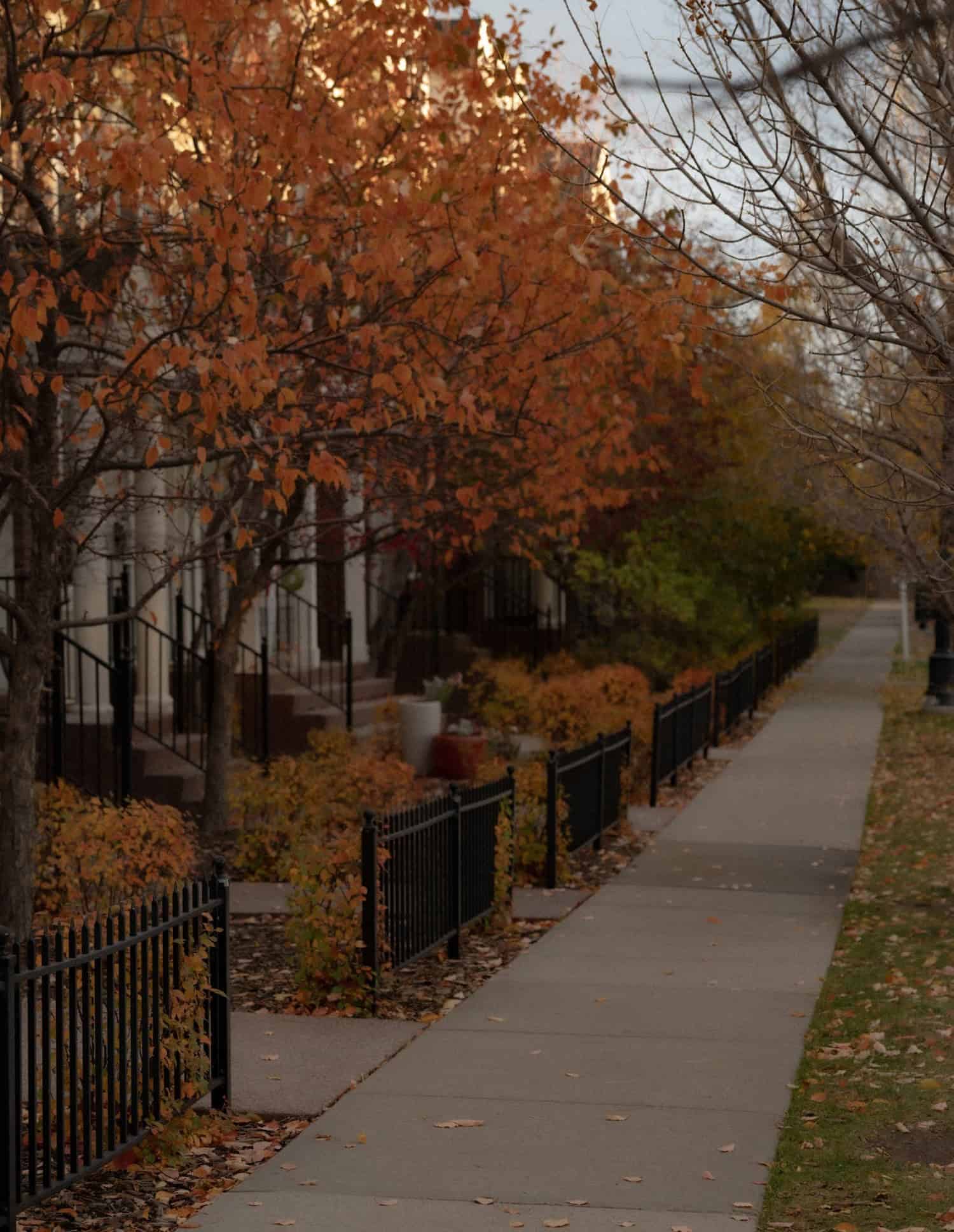 An autumn sidewalk scene features vibrant orange-leafed trees and shrubs bordering a residential path.